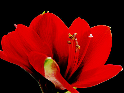 Amaryllis, flor, floración, rojo, flor, cerrar, flor roja