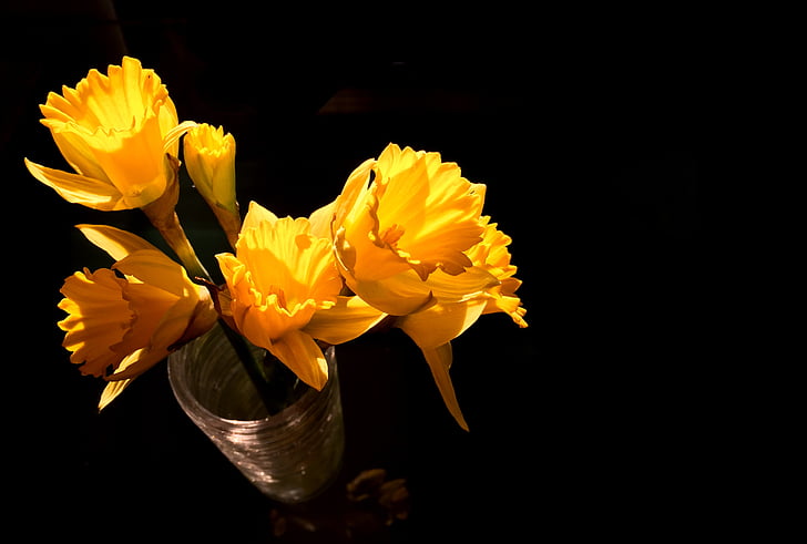 narcizai, geltona, Pavasario gėlės, šviežios, Saulė
