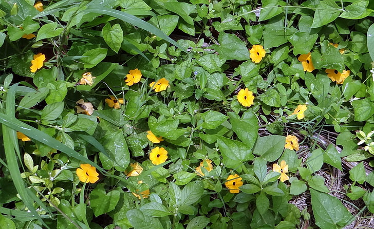 Brown-eyed susanne, blomst, Susanne, flora, Golden, Creeper, vilde