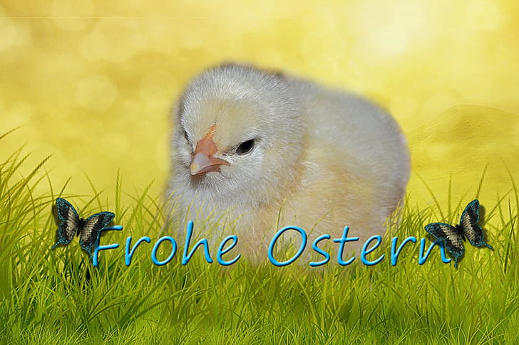 chicken, easter, fluffy, feather, bird, hatched, sweet