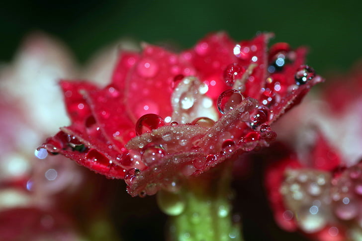 Rosa, giọt, Hoa, quả mâm xôi, màu đỏ, nước, tỏa sáng