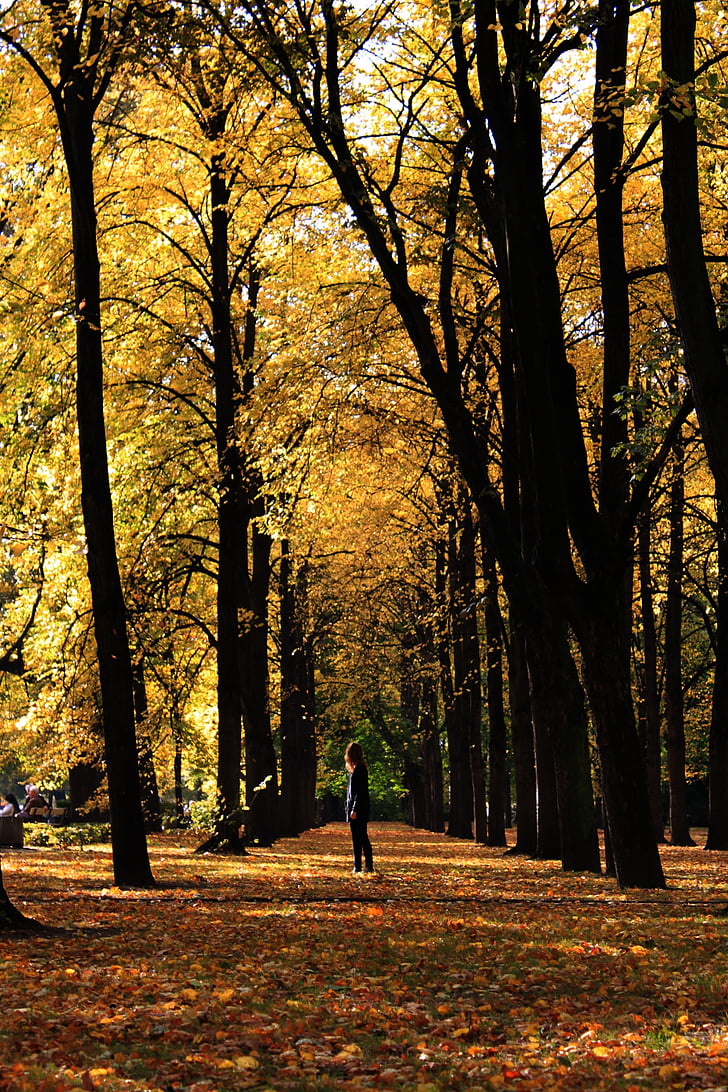 Polska, Warszawa, jesień, Park, Natura, na zewnątrz, drzewo