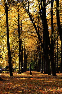 Polandia, Warsawa, musim gugur, Taman, alam, di luar rumah, pohon