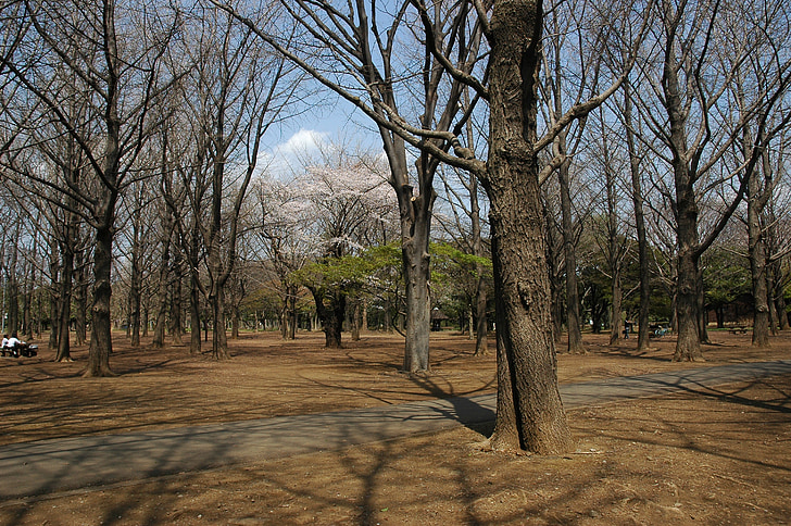 Yoyogipark, de metropool Tokyo, Shibuya, yoyogikamizono cho, jinnan chome