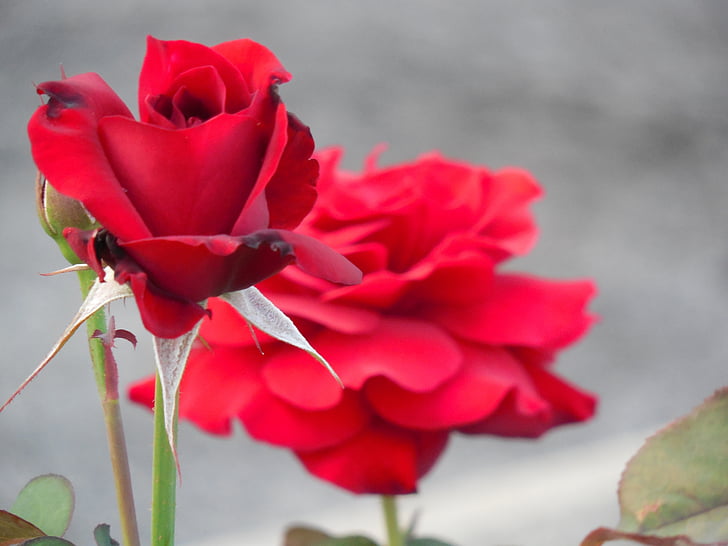 kwiat, Róża, Natura, miłość, kwiatowy, romantyczny, czerwony
