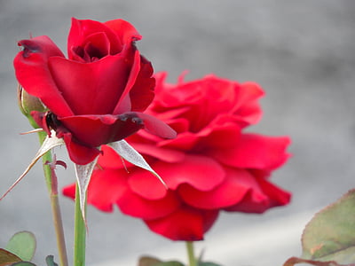 kvet, ruže, Príroda, láska, Kvetinová, romantické, červená