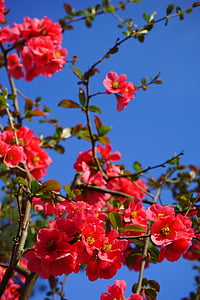 ควินซ์ประดับที่ญี่ปุ่น, ดอกไม้, สีแดง, สีส้มสีแดง, บุช, สาขา, chaenomeles japonica