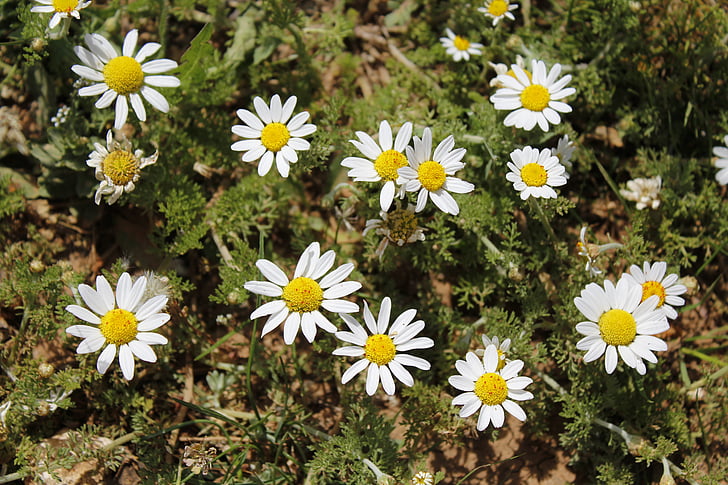 Daisy, virág, növény