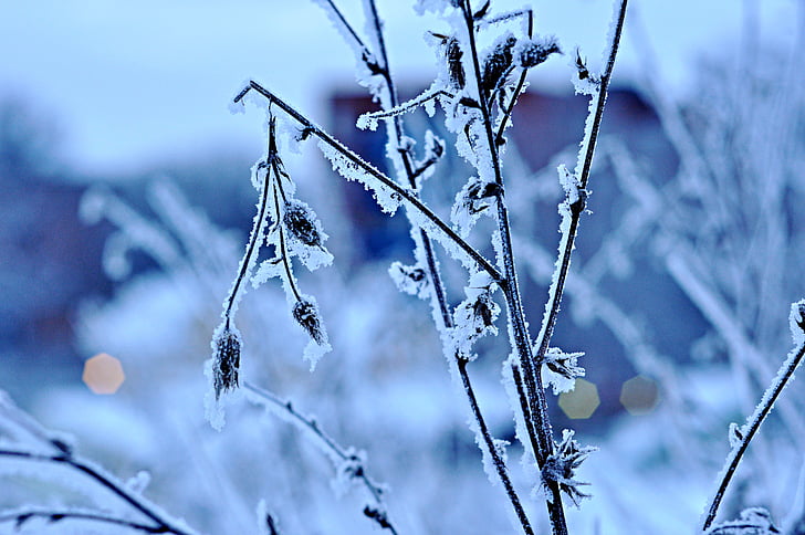 冬天, 雪, 感冒, 自然, 弗罗斯特, 低温, 冰