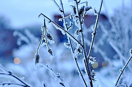Inverno, neve, frio, natureza, geada, frio - temperatura, gelo