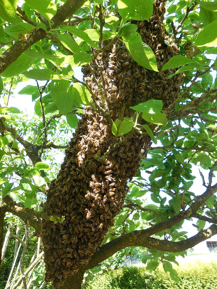 rusc, abelles, arbre, apicultor, l'apicultura, natura, cria d'abella