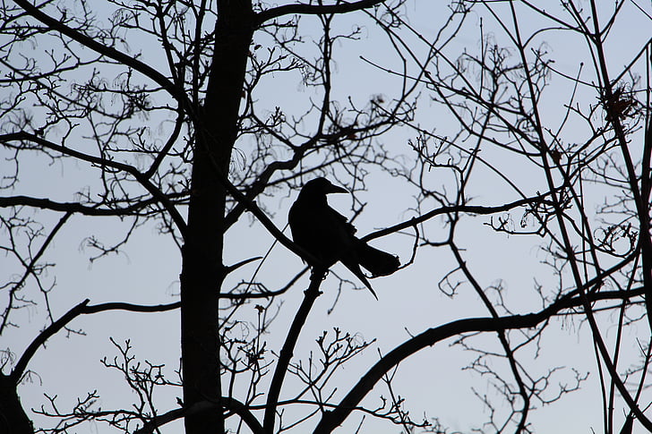 bird, branches, contrast, crow, dark, side view, silhouette