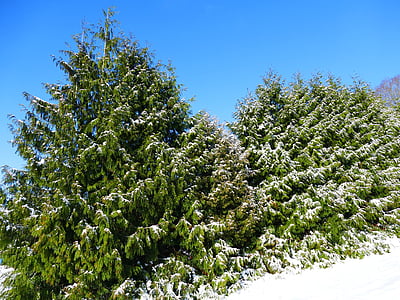 ziemas, sniega, ziemas, auksti, ziemā koki, koki, daba