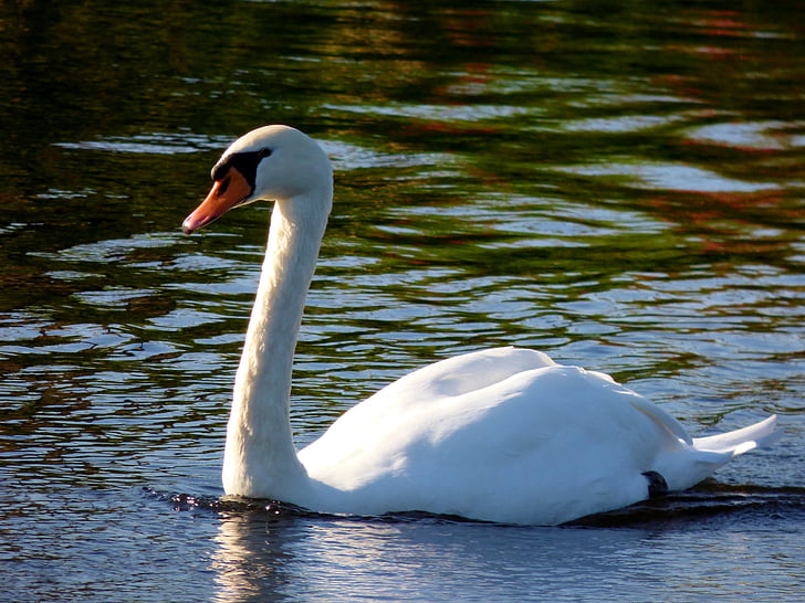 swan, bird, waterfowl, animals, nature, swimming, wedding