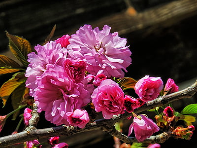 Blossom, tavaszi, természet, tavaszi háttér, Bloom, fa, virágzó
