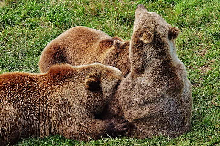 Evropski rjavi medved, sesajo, mlade živali, Dam, divje živali, medved, nevarno