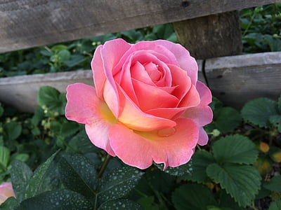 Rosa, Rosa, flor, flor, roses de jardí, flor perfecta, natura