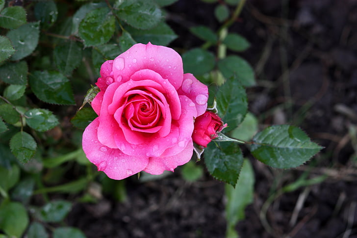 Роза, розовый, дождь, капли, завод, Роза - цветы, Природа