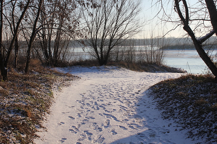 path, snow, tracks, winter, nature, frost, landscape