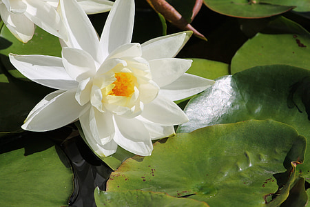 water lilly, bloem, water, vijver, plant, wit, Oosterse