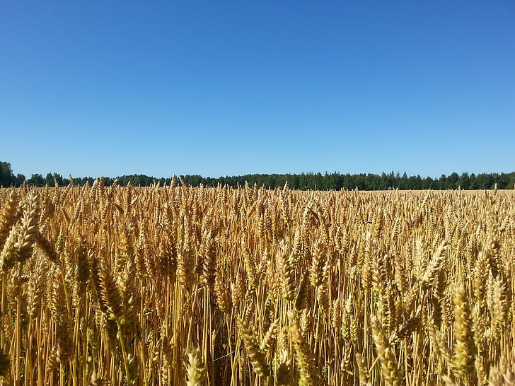 sky, cornfield, blue sky, finnish, landscape, agriculture, field