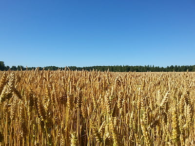 天空, 玉米田, 蓝蓝的天空, 芬兰语, 景观, 农业, 字段