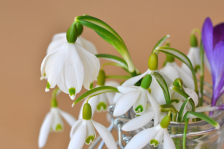 lily of the valley, snowdrop, signs of spring, flower, plant, flowers, white