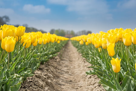 yellow, tulips, fields, spring, flower, floral, blossom