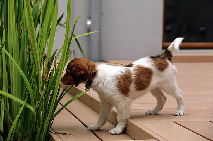 puppy, kooikerhondje, kooiker, dog, pet