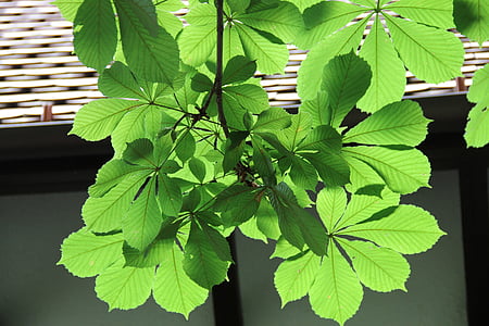 chestnut, sunlight, shadow, top, light shadow, green, leaf