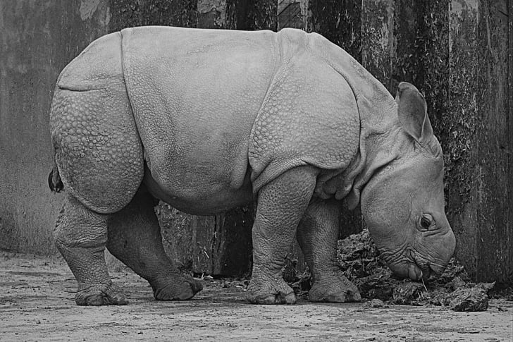 Rhino, rinoceronte bebé, animal, mamíferos, becerro, naturaleza, flora y fauna