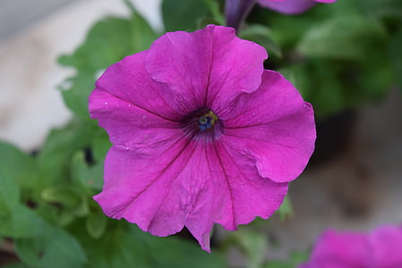 Petunia, hybrida, Hoa, phổ biến vườn petunia, Thiên nhiên, thực vật, mùa hè