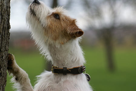 dog, parson russell terrier, domestic dog, pet, play, nature, attention