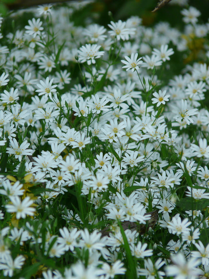 stitchwort, Tyúkhúr, szegfű család, növény, virág, Bloom, fehér