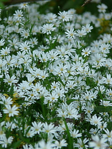 stitchwort, chickweed, carnation family, plant, flower, bloom, white