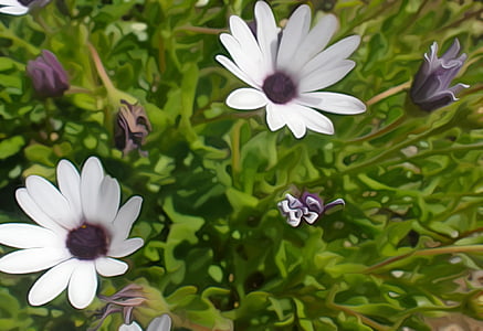 Luonto, kasvi, värikäs, valkoinen, violetti, väri, kukat