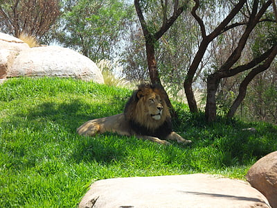 oroszlán, Afrika, állatkert, Júda, király, királyok, dzsungel