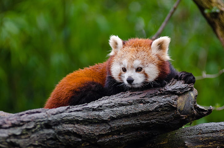 animal, close-up, bonito, em perigo, meio ambiente, peles, Lesser panda