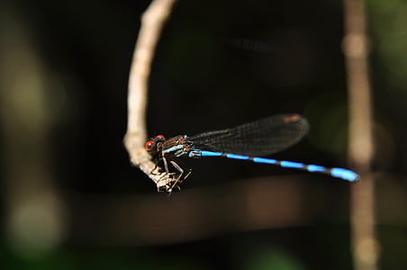 nature, insects, macro, animals, forest, insect, dragonfly