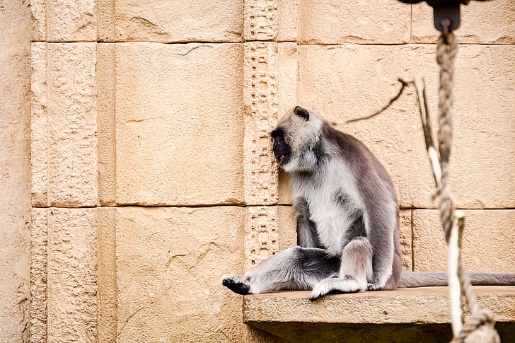 Hulman langur, majom, szürke, langur, Oroszlánfejű makákó, Semnopithecus, India