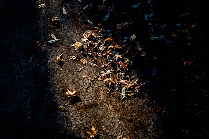 road, fall, leaves, dry, sunlight