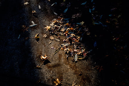 jalan, musim gugur, daun, kering, sinar matahari