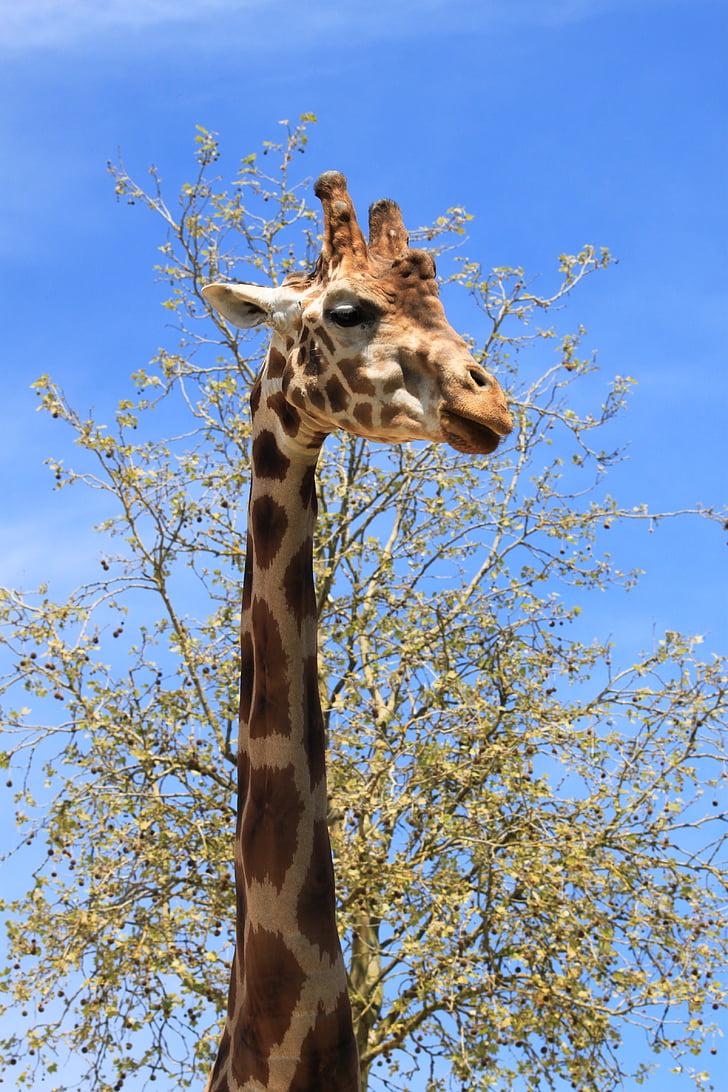 giraf, fauna, Beauvalle