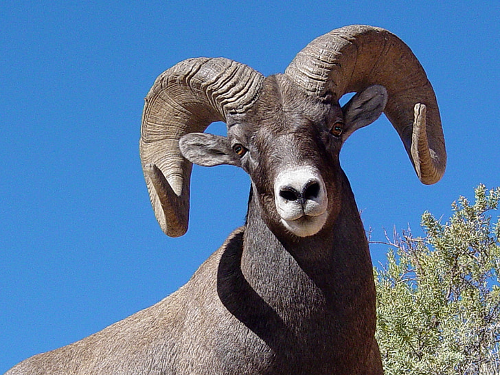 sheep, bighorn, wildlife, nature, horns, ram, mountain