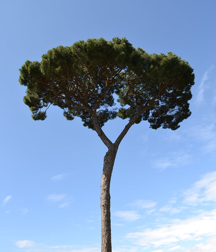 pine, tree, mediterranean, blue sky