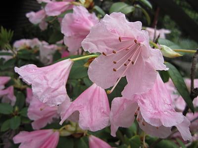 Rhododendron, Anlage, Blüte, Bloom, Rosa, Garten