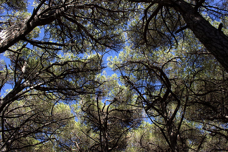 bosque de pinos, Toscana, mar, Italia, Pinus pinea, pino, Pinar