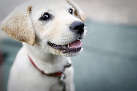 dog, puppy, smile, cute, pet dogs