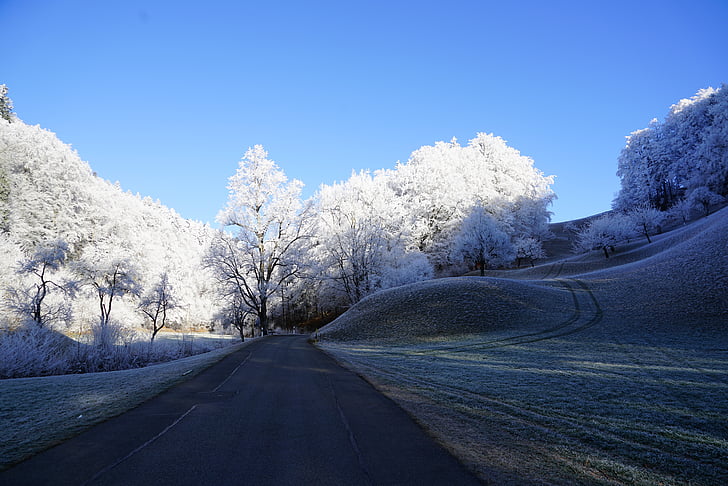 trees, road, wintry, hoarfrost, winter, iced, snow