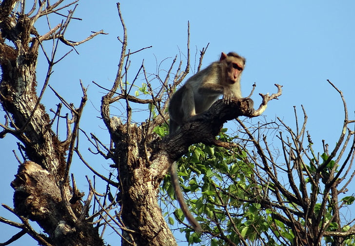 macaque bonnet, Macaca radiata, singe, primate, animal, mammifère, chutes de Jog